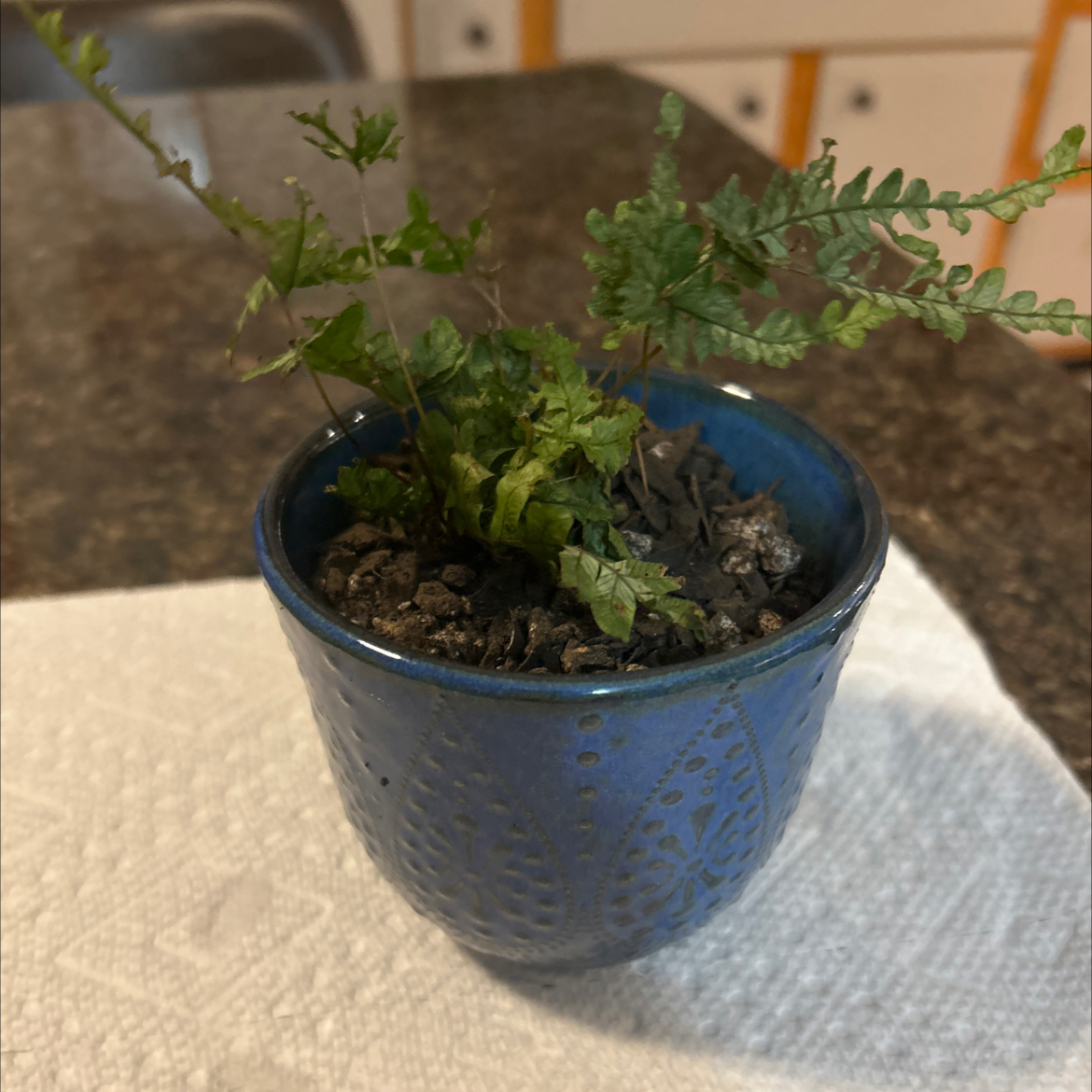 Photo of the plant species Variegated Brake Fern by @SouthKauai named Vivian on Greg, the plant care app
