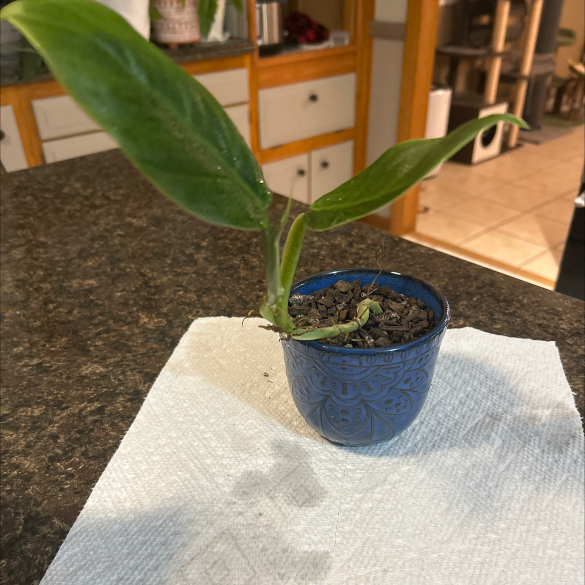 Photo of the plant species Philodendron subhastatum by @SouthKauai named Ruby on Greg, the plant care app