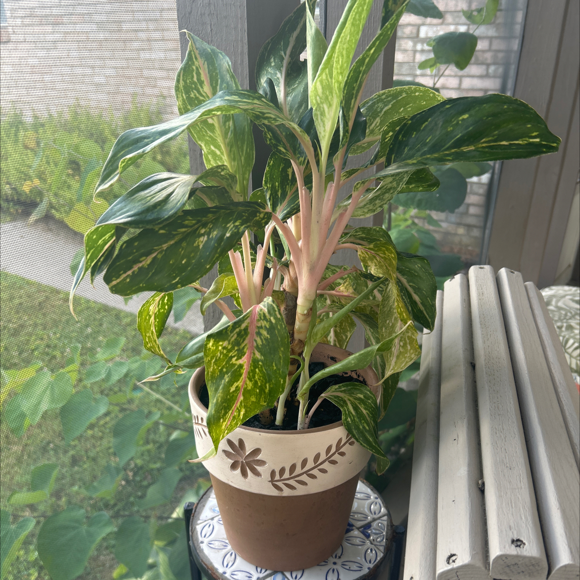 Photo of the plant species Chinese Evergreen 'Pink Siam' by @SouthKauai named Mocha on Greg, the plant care app
