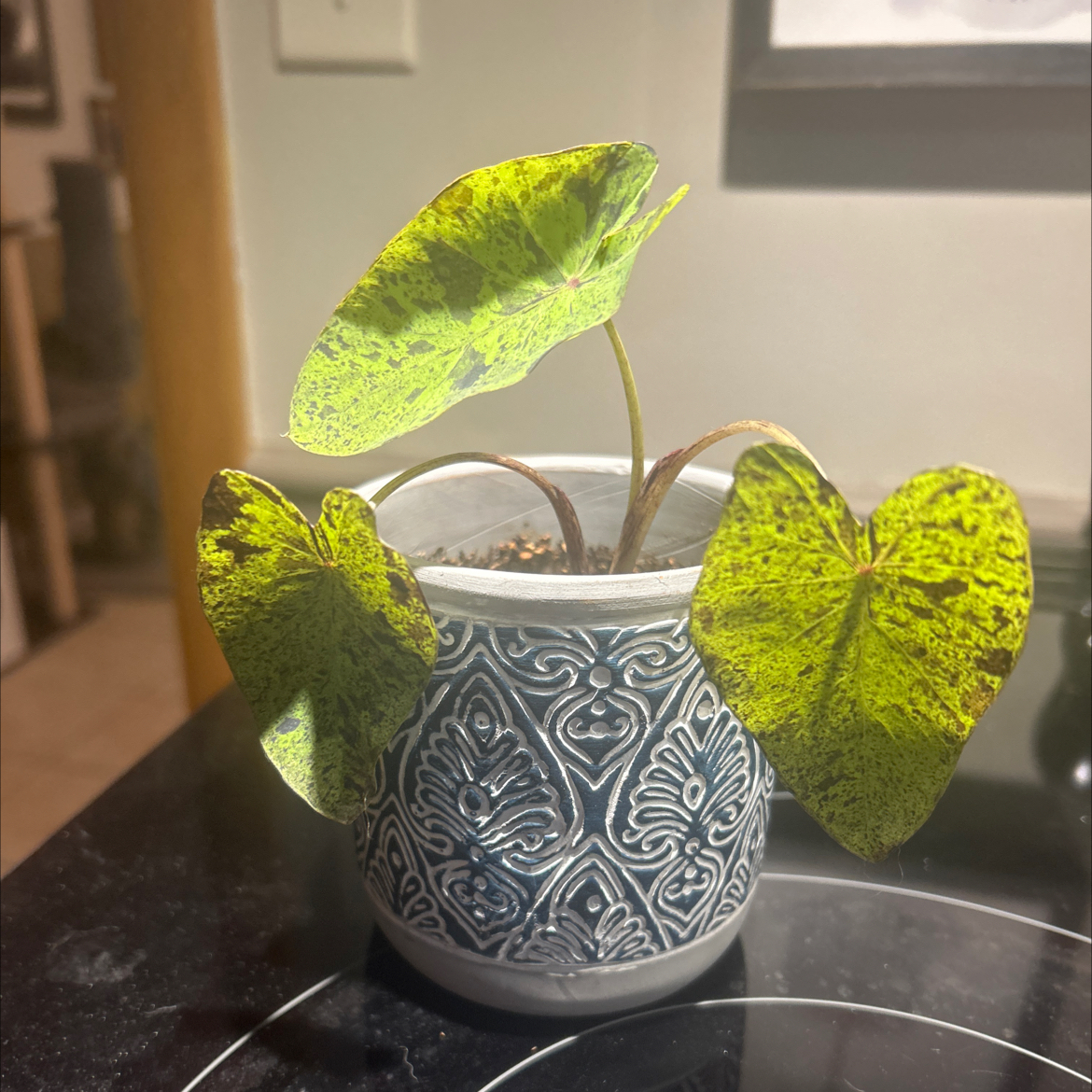 Photo of the plant species Mojito colocasia by @SouthKauai named Mojito on Greg, the plant care app