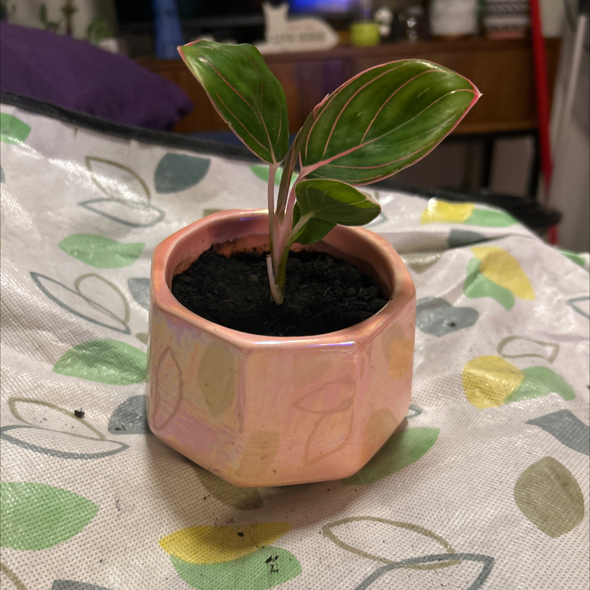 Photo of the plant species Aglaonema 'Pink Khanza' by @SouthKauai named Maddee on Greg, the plant care app