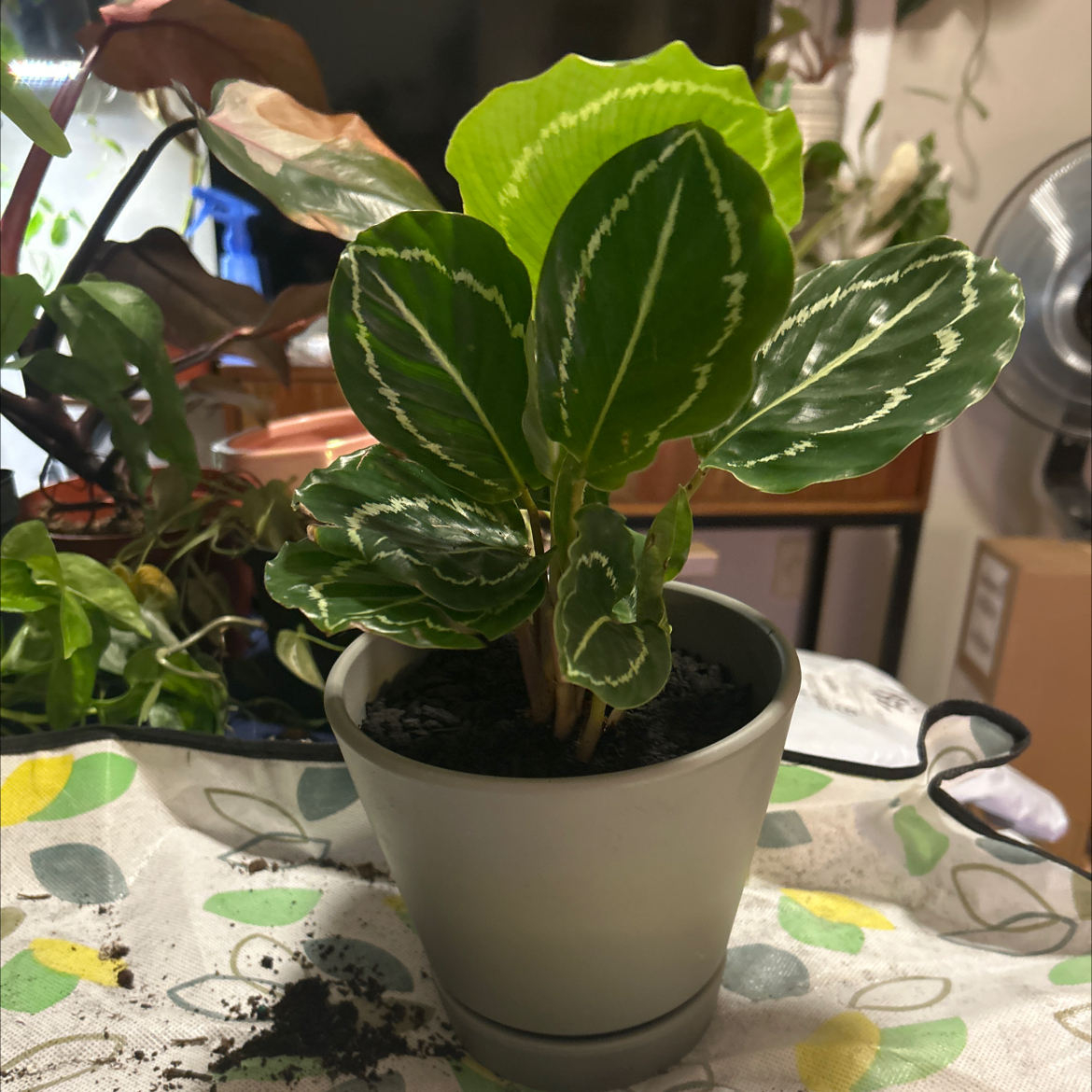 Photo of the plant species Green Goddess by @SouthKauai named Halsey on Greg, the plant care app