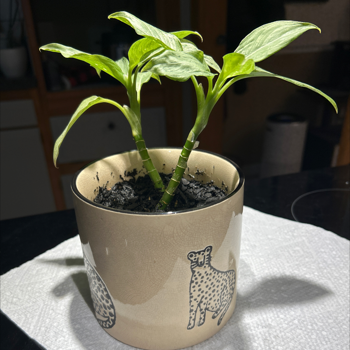 Photo of the plant species Dieffenbachia 'Maui Wowie' by @SouthKauai named Lana on Greg, the plant care app
