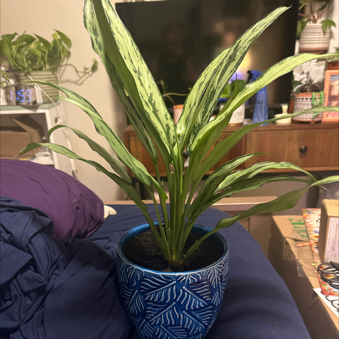 Photo of the plant species Aglaonema 'Cutlass' by @SouthKauai named Sierra on Greg, the plant care app