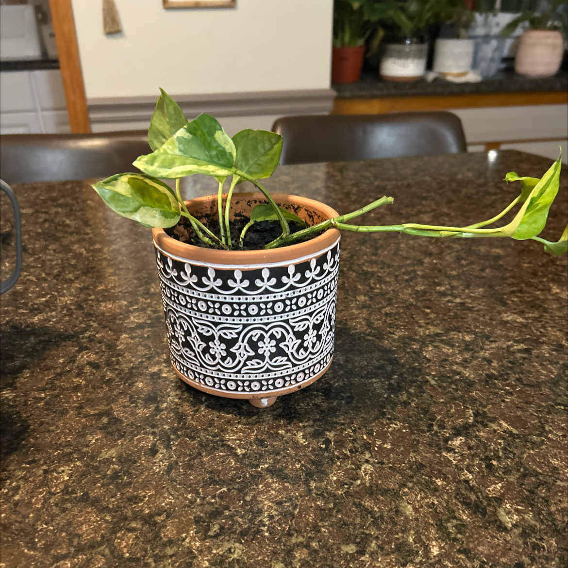 Photo of the plant species Lizard Queen Pothos by @SouthKauai named Thin Lizzy on Greg, the plant care app