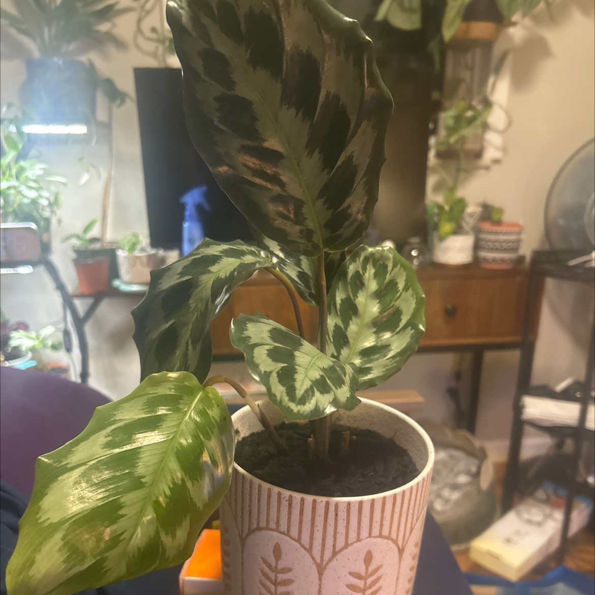 Photo of the plant species Calathea 'Helen Kennedy' by @SouthKauai named Helena on Greg, the plant care app