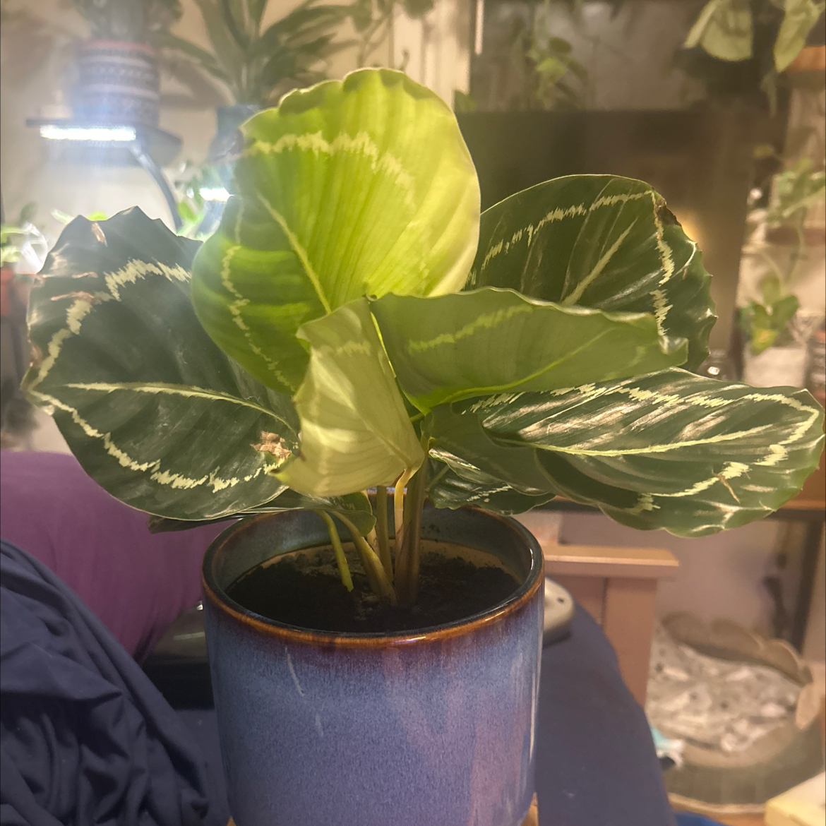 Photo of the plant species Calathea 'Shinestar' by @SouthKauai named Diamond on Greg, the plant care app