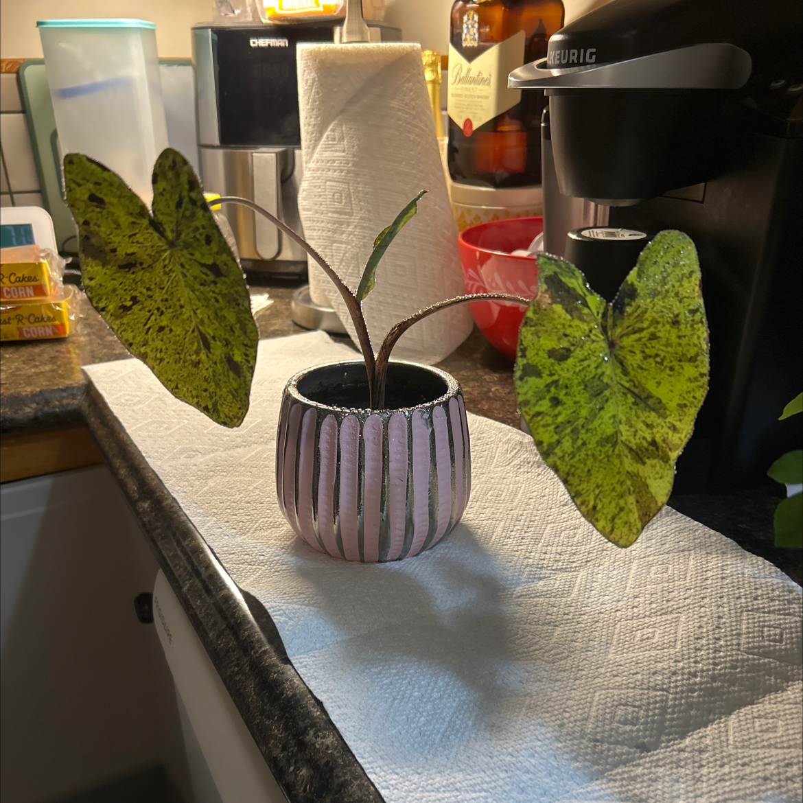 Photo of the plant species Mojito colocasia by @SouthKauai named Alaska on Greg, the plant care app