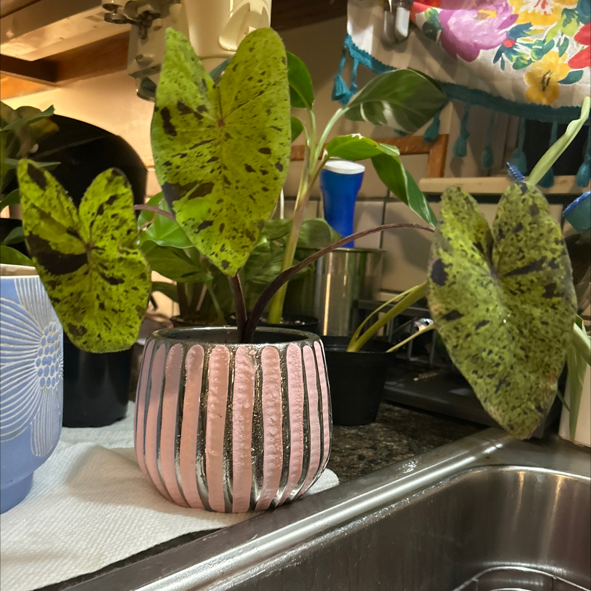Photo of the plant species Mojito colocasia by @SouthKauai named Alaska on Greg, the plant care app