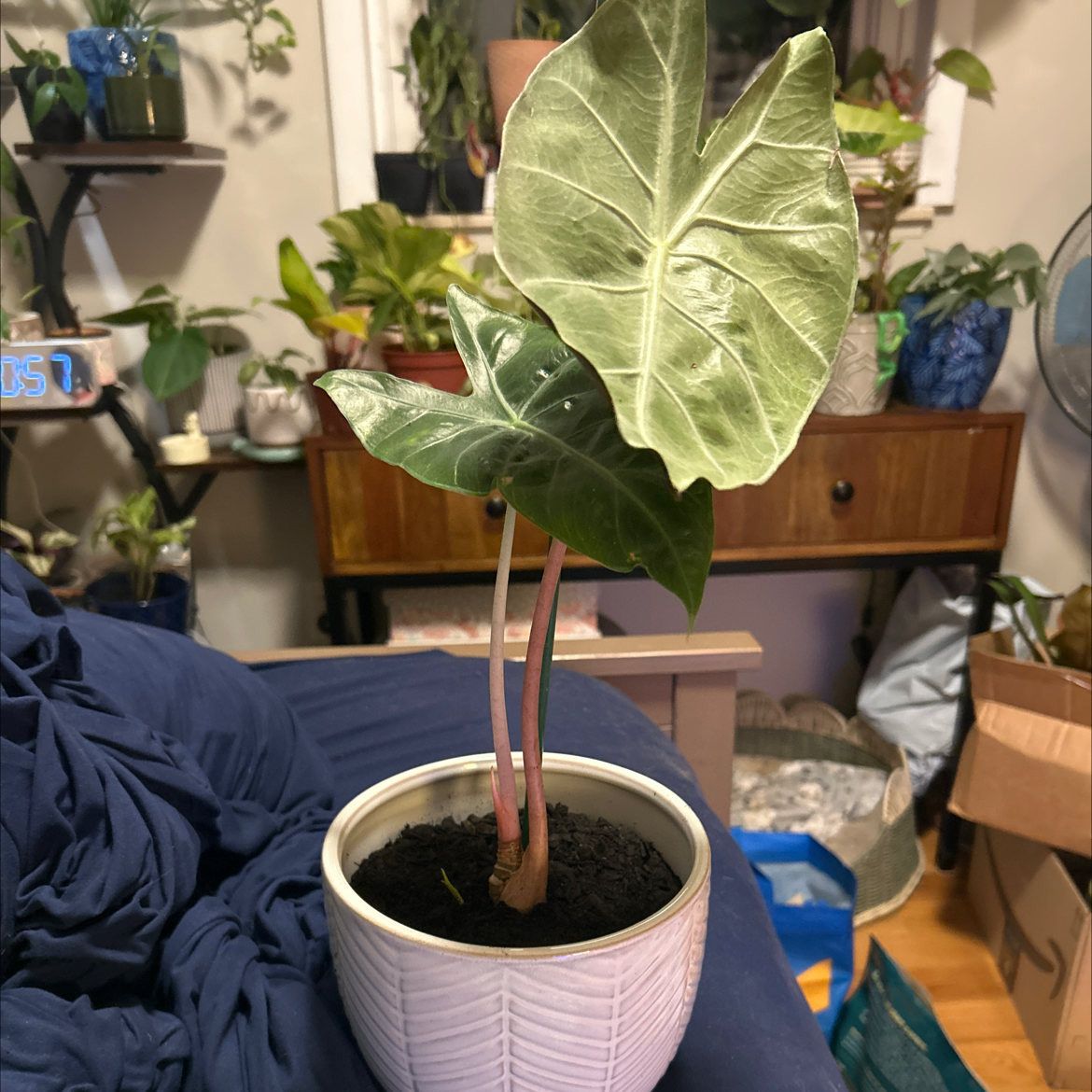 Photo of the plant species Pink Princess Alocasia by @SouthKauai named Kailua on Greg, the plant care app