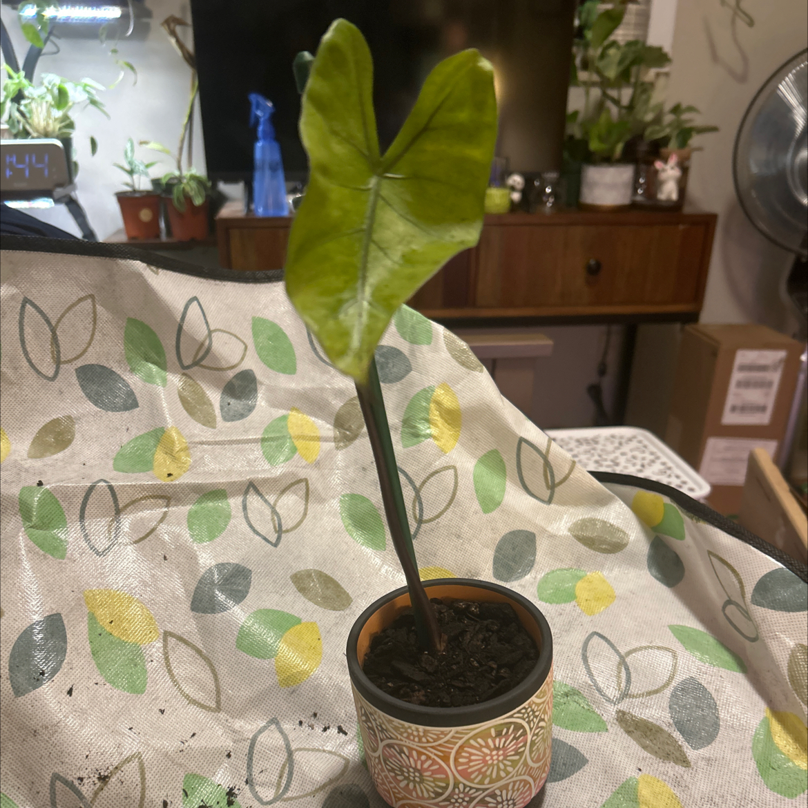 Photo of the plant species Alocasia 'Black Stem' by @SouthKauai named Vail on Greg, the plant care app