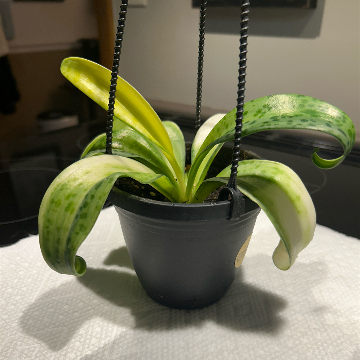 Photo of the plant species Variegated Leopard Lily by @SouthKauai named Georgia on Greg, the plant care app