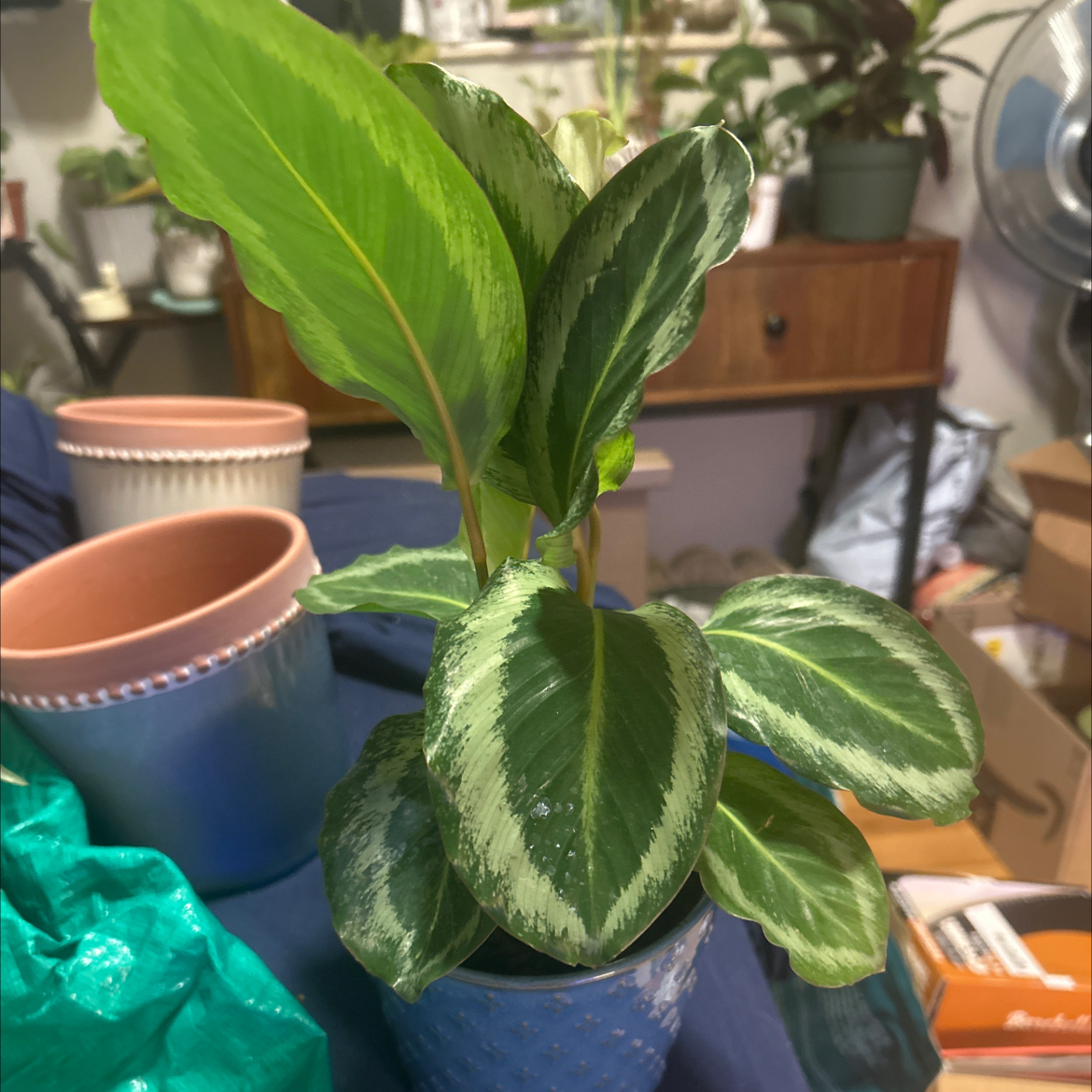 Photo of the plant species Calathea 'Gecko' by @SouthKauai named Azure on Greg, the plant care app