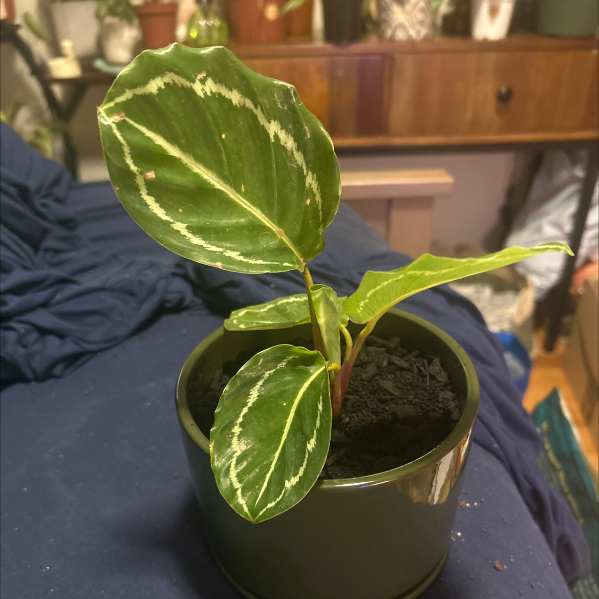 Photo of the plant species Green Lipstick Calathea by @SouthKauai named Tiny on Greg, the plant care app