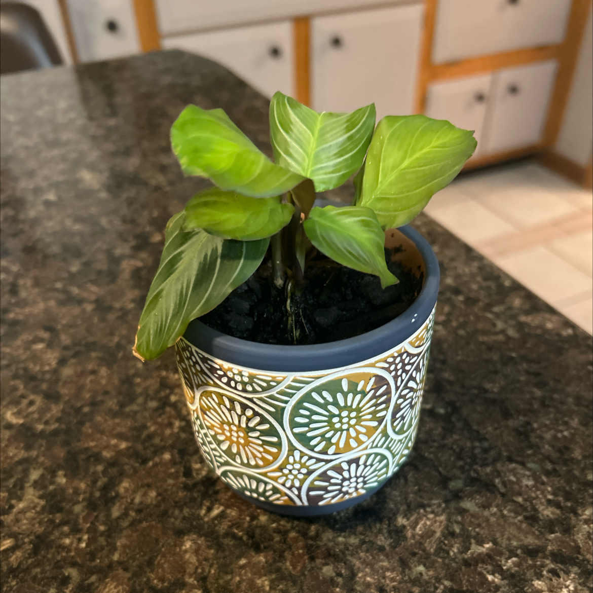 Photo of the plant species Maranta silver band prayer plant by @SouthKauai named Honu 🐢 on Greg, the plant care app