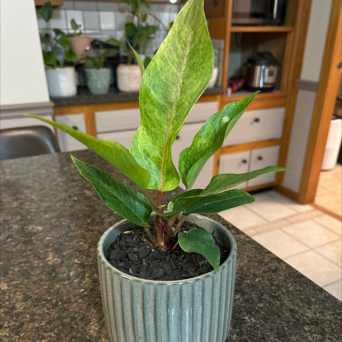 Photo of the plant species Anthurium 'Renaissance Variegated' by @SouthKauai named Kato on Greg, the plant care app