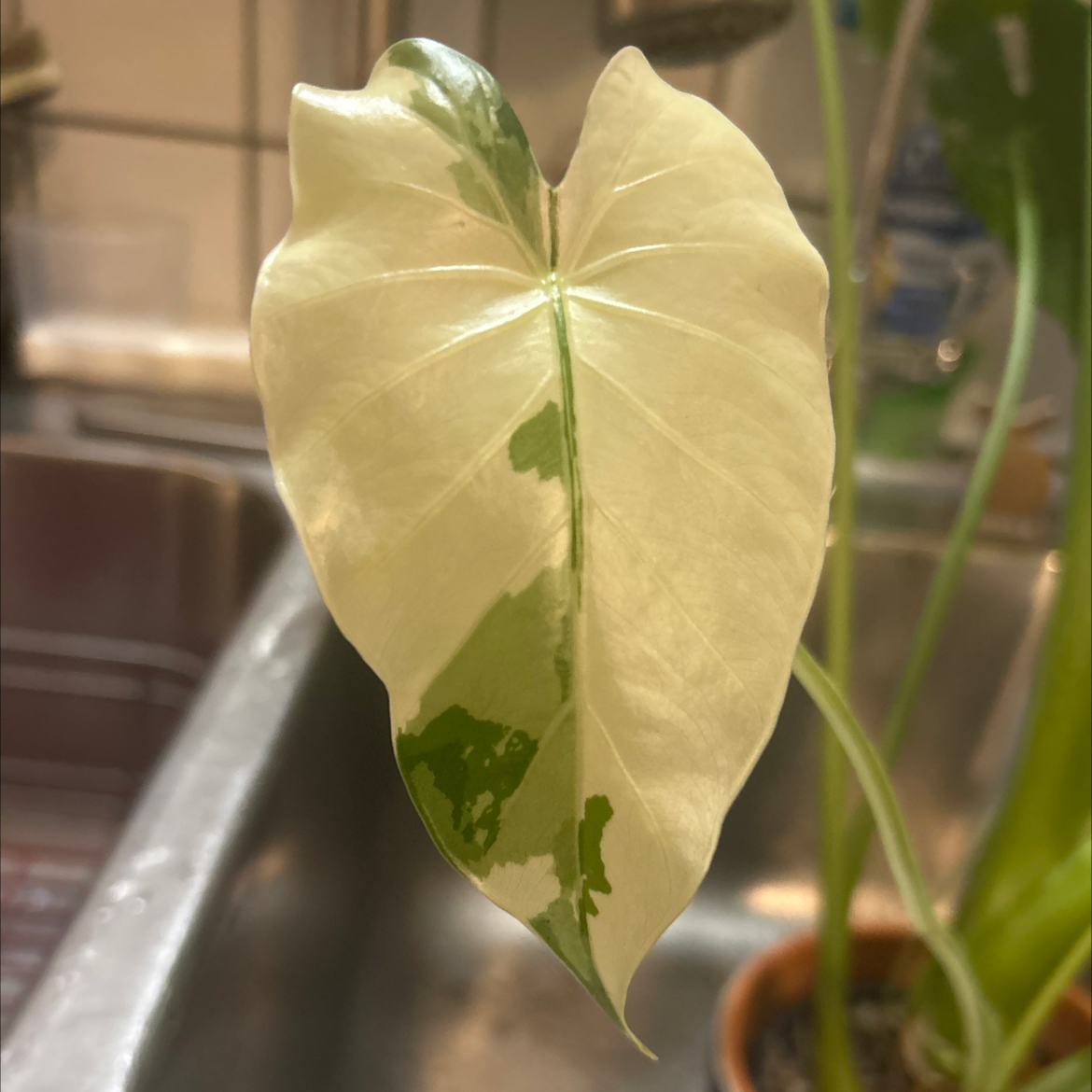 Photo of the plant species Alocasia Okinawa Silver by @SouthKauai named Jordan on Greg, the plant care app