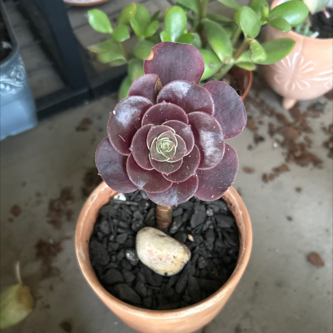 Photo of the plant species Aeonium by @SouthKauai named Callum on Greg, the plant care app