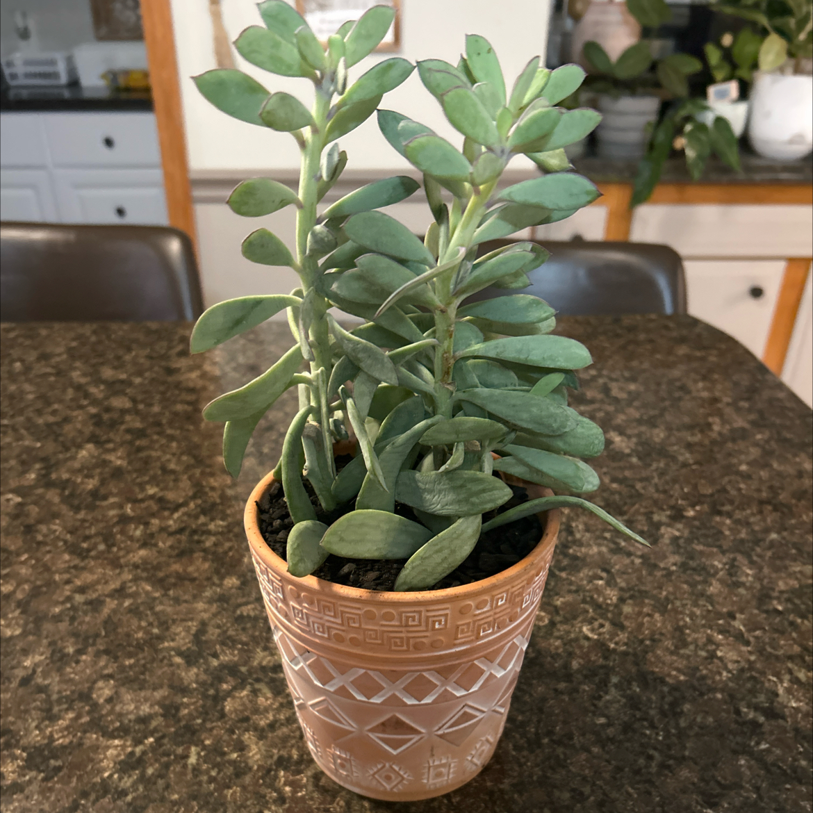 Photo of the plant species Vertical Leaf Senecio by @SouthKauai named Sprout on Greg, the plant care app
