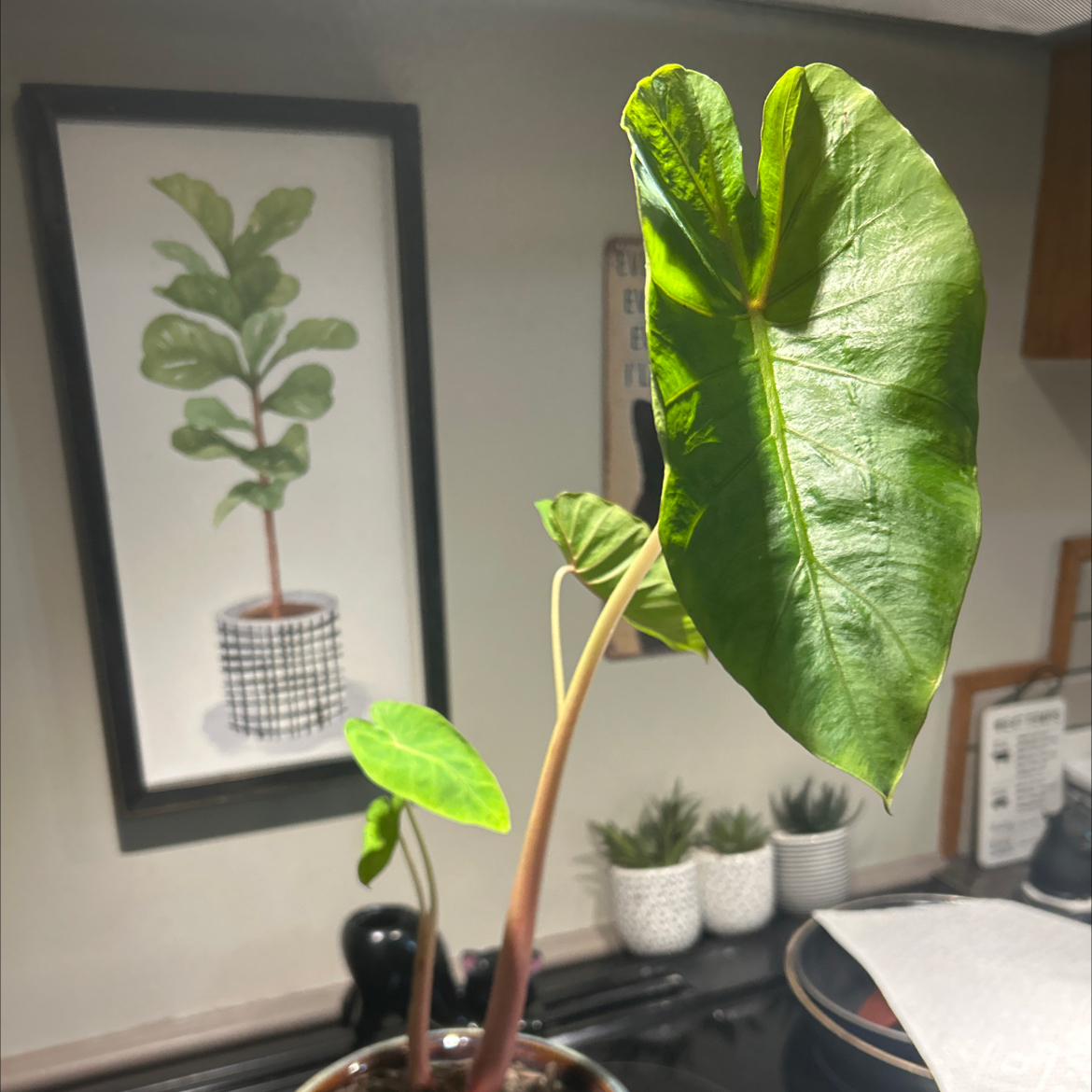 Photo of the plant species Colocasia 'Royal Hawaiian Hawaiian Punch' by @SouthKauai named Hanalei on Greg, the plant care app