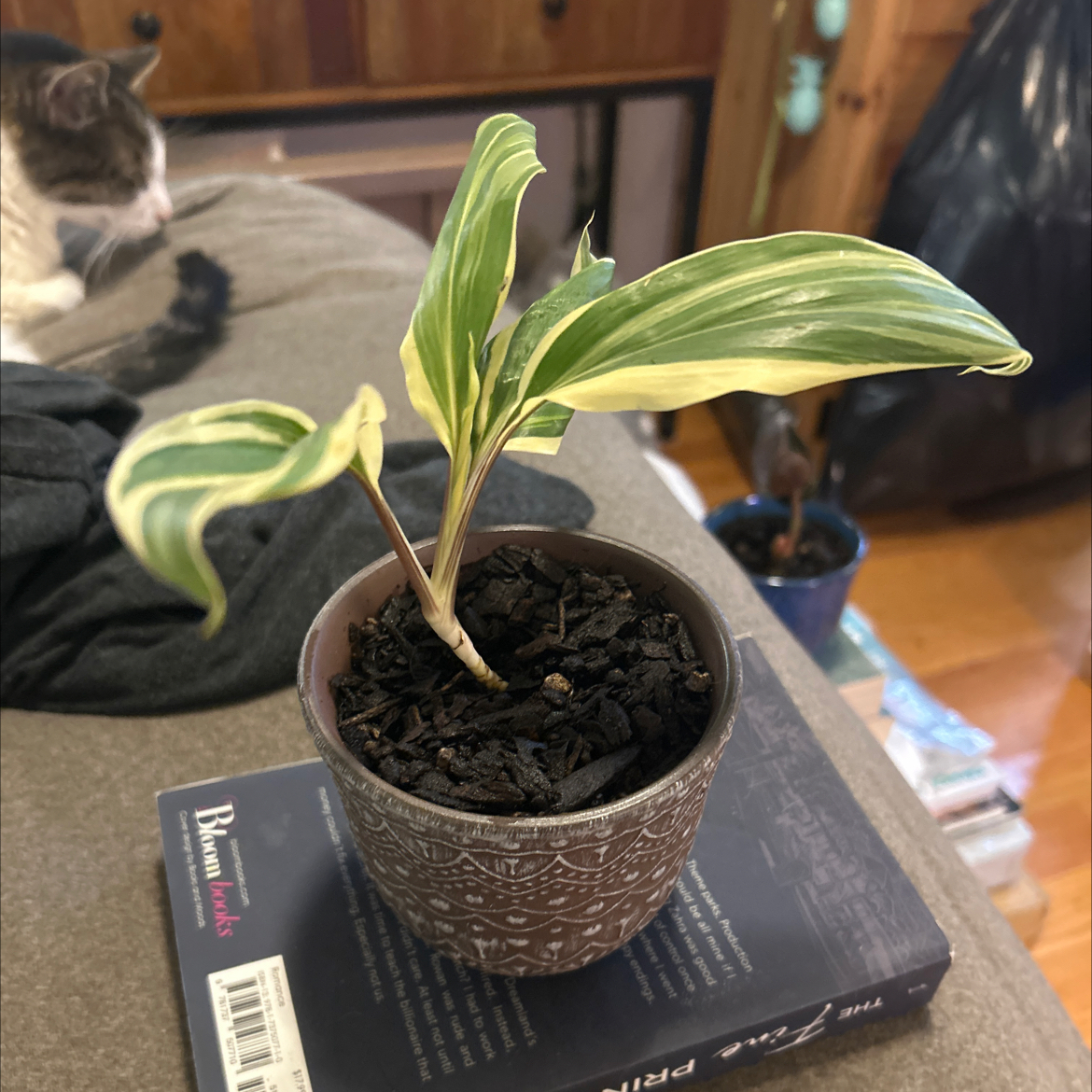 Photo of the plant species Cordyline 'Chocolate Mint' by @SouthKauai named Wailea on Greg, the plant care app