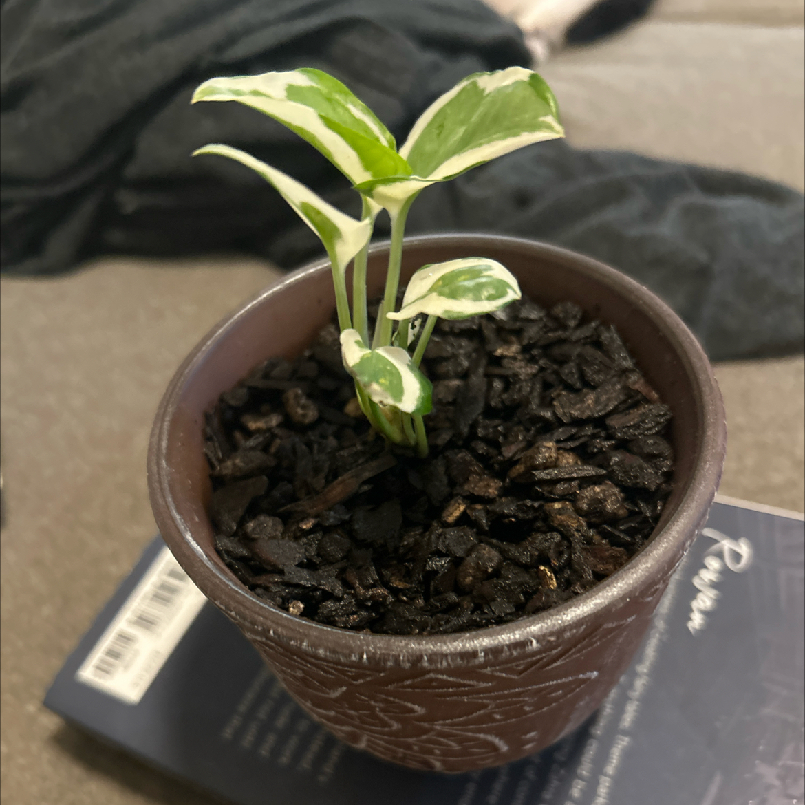 Photo of the plant species Glacier Pothos by @SouthKauai named Kobuck on Greg, the plant care app