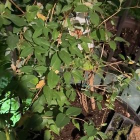 Photo of the plant species Dropmore Scarlet Trumpet Honeysuckle by @ActualPotato67 named Ronaldo on Greg, the plant care app