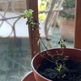 Photo of the plant species Jamaican Mint by @EthicalBearsear named Scarlett on Greg, the plant care app