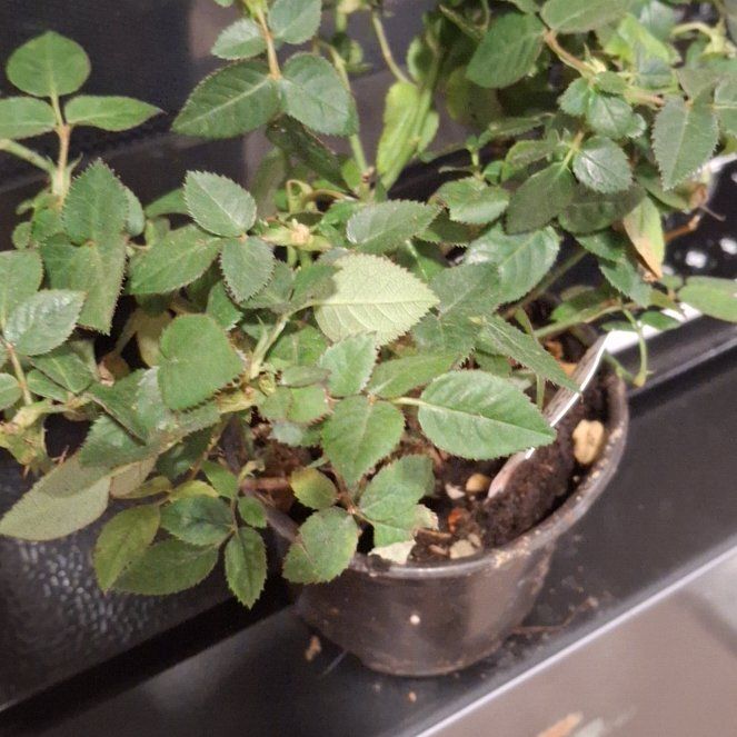Photo of the plant species Small-Leaved Sweet Briar by @ThrivingChia named Kendall on Greg, the plant care app
