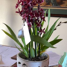 Photo of the plant species Mayflower Orchid by @SolidKale71 named Bigleef Smalls on Greg, the plant care app