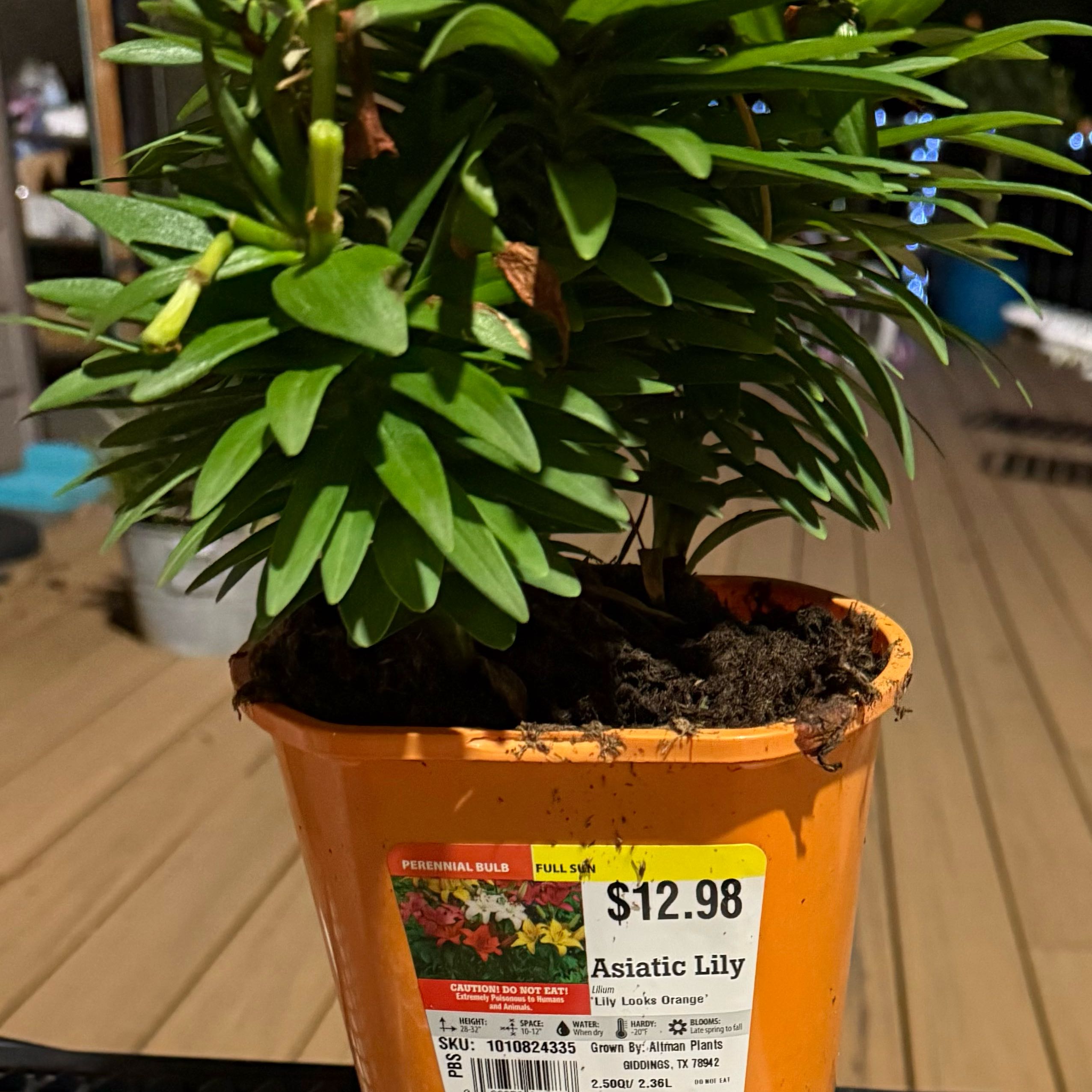 Photo of the plant species asiatic lily by @FirstratePecan named Pax on Greg, the plant care app