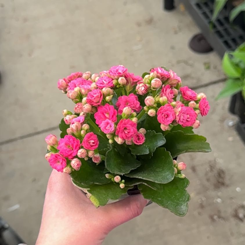 Photo of the plant species Kalanchoe blossfeldiana 'Pink' by @HipMorombe46 named Leonardo on Greg, the plant care app