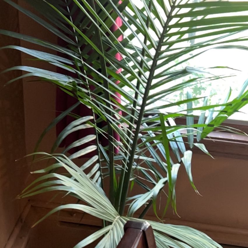 Photo of the plant species Majestic Palm by @HypnoticLilac35 named Hamilton on Greg, the plant care app