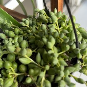 Photo of the plant species String of Teardrops by @PetBibi10 named Messi on Greg, the plant care app