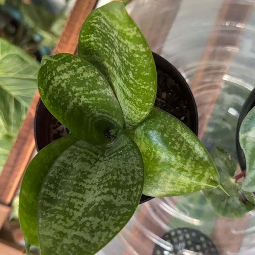 Photo of the plant species Birdsnest by @PetBibi10 named Gomez on Greg, the plant care app