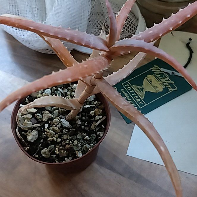 Photo of the plant species Aloe antandroi by @TrueFynbosaloe named Shakira on Greg, the plant care app