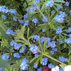 Photo of the plant species Asian Forget-Me-Not by @LucidChards62 named Nithin on Greg, the plant care app