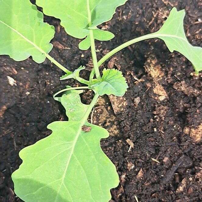 Photo of the plant species Sun King Broccoli by @SageAnise53 named Clooney on Greg, the plant care app