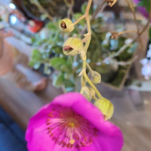 Photo of the plant species Rock Purslane by @SirRedsage78 named Sahara on Greg, the plant care app
