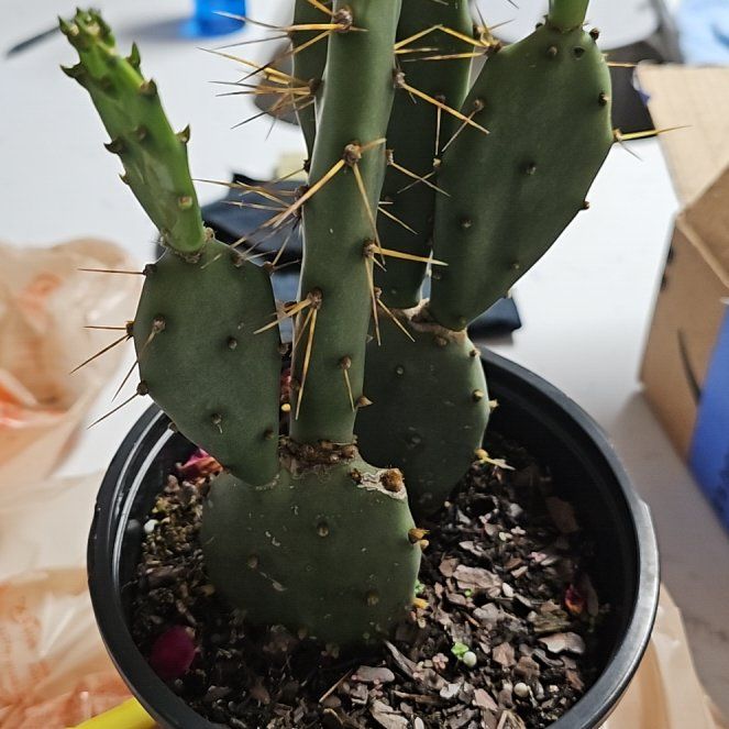 Photo of the plant species Opuntia 'Goblin' by @NativeBoneset named Lola on Greg, the plant care app