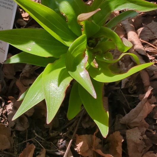 Photo of the plant species Upright Perennial by @FullDatepalm72 named Rainier on Greg, the plant care app