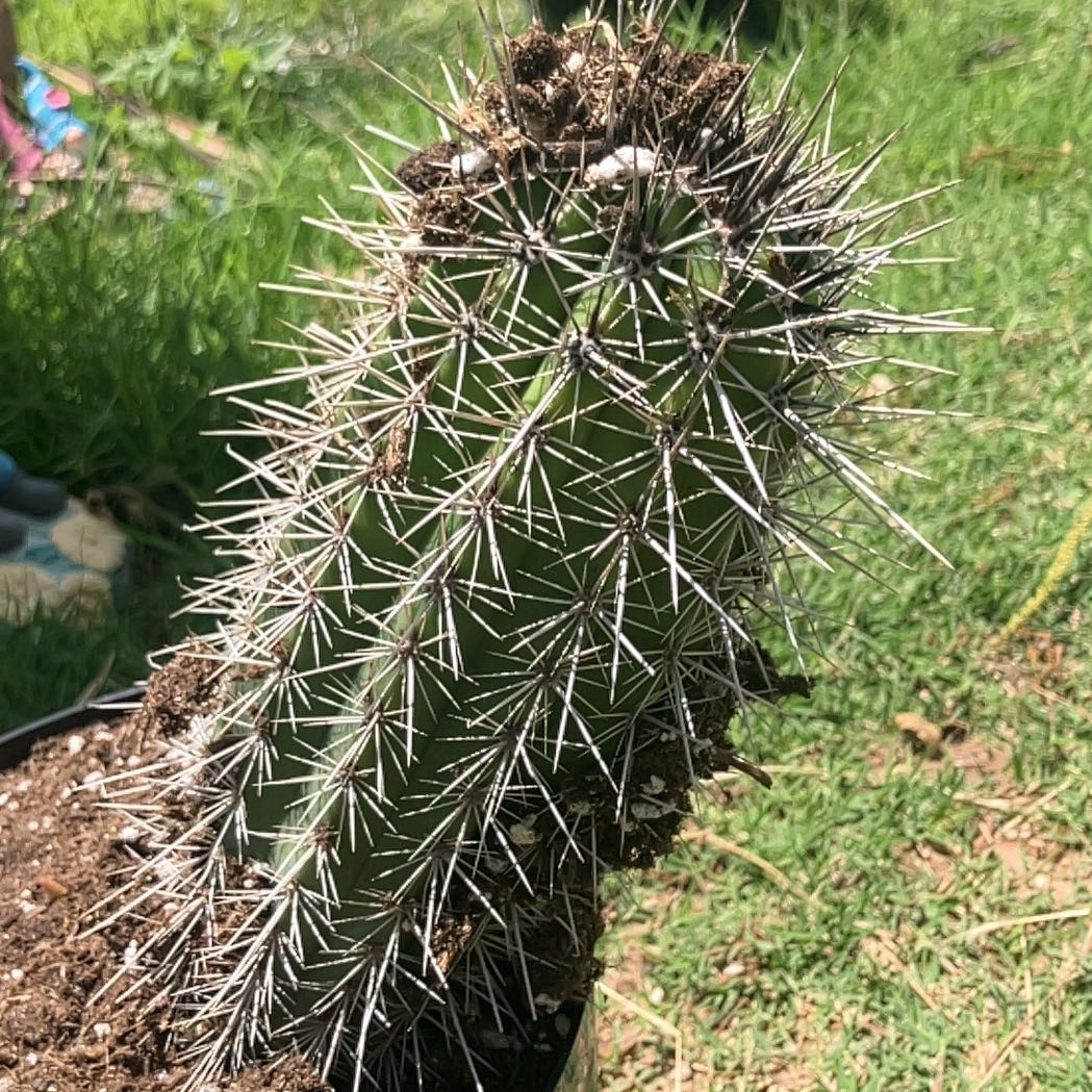 Photo of the plant species Giant Mexican Cactus by @UrbaneTormentil named Spikey on Greg, the plant care app