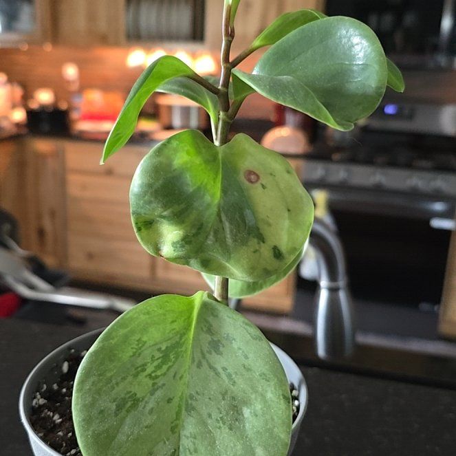 Photo of the plant species Jade Tree by @UnharmedAnthora named Tolkien on Greg, the plant care app