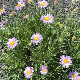 Photo of the plant species Alpine Aster by @KeyEspicia32 named Bieber on Greg, the plant care app