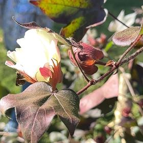 Photo of the plant species Upland Cotton by @DexterousTaro38 named Marley on Greg, the plant care app