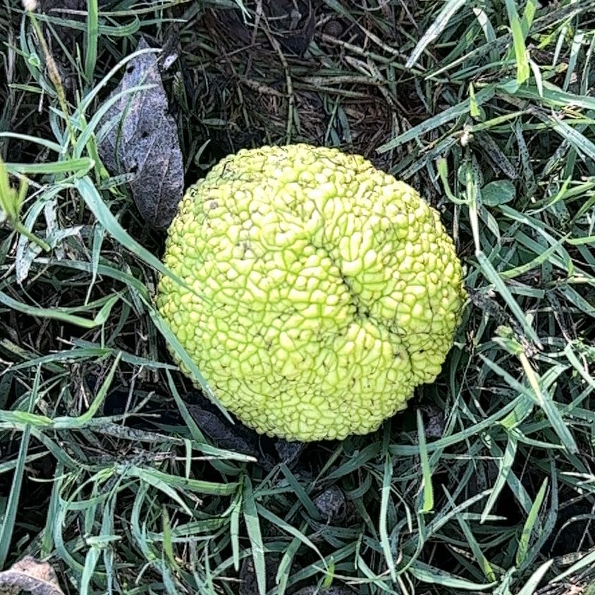 Photo of the plant species Horse-Apple by @DexterousTaro38 named Planty on Greg, the plant care app