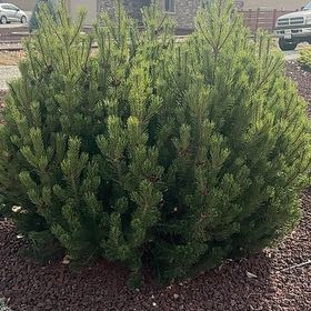 Photo of the plant species Dwarf Mountain Pine by @DexterousTaro38 named Gobi on Greg, the plant care app