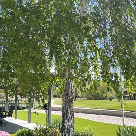 Photo of the plant species Common Birch by @DexterousTaro38 named Gregarious on Greg, the plant care app