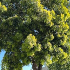 Photo of the plant species Cootamundra Wattle by @DexterousTaro38 named Kesha on Greg, the plant care app