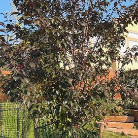 Photo of the plant species Brush Cherry by @DexterousTaro38 named Beyonce on Greg, the plant care app